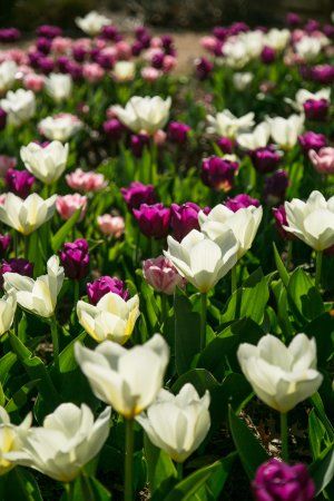 Botanische tuinen Myriad